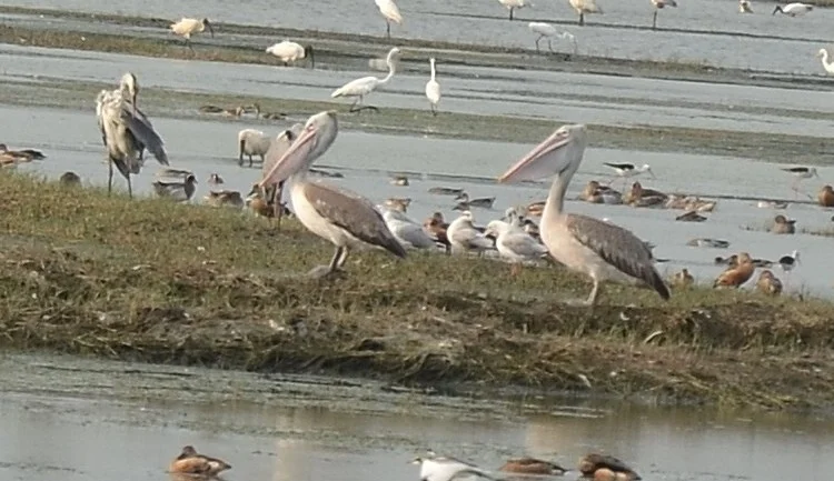 斑嘴鹈鹕(Pelecanus philippensis)