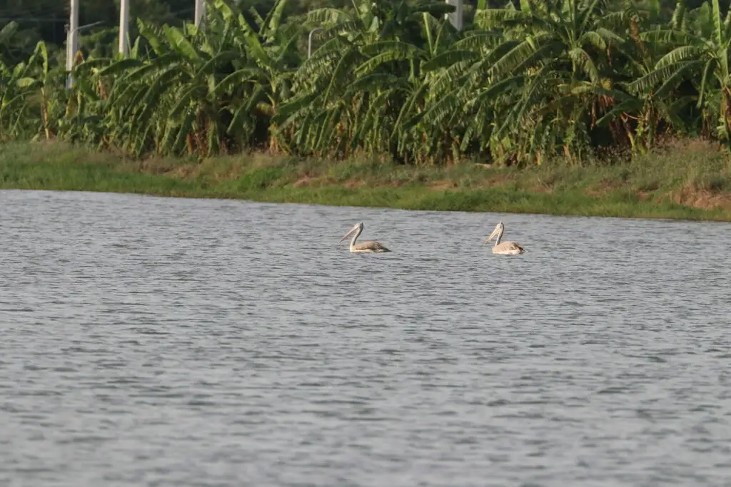 斑嘴鹈鹕(Pelecanus philippensis)