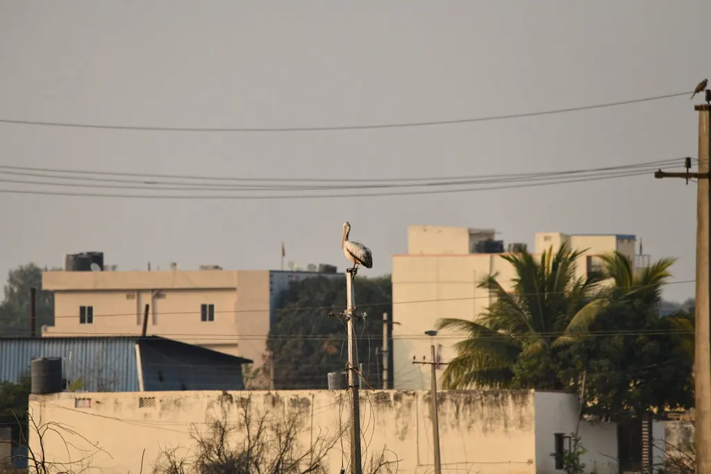 斑嘴鹈鹕(Pelecanus philippensis)
