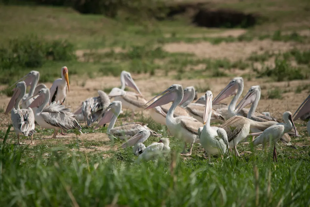 粉红背鹈鹕(Pelecanus rufescens)