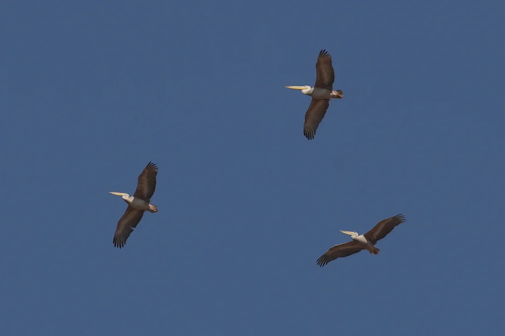 粉红背鹈鹕(Pelecanus rufescens)