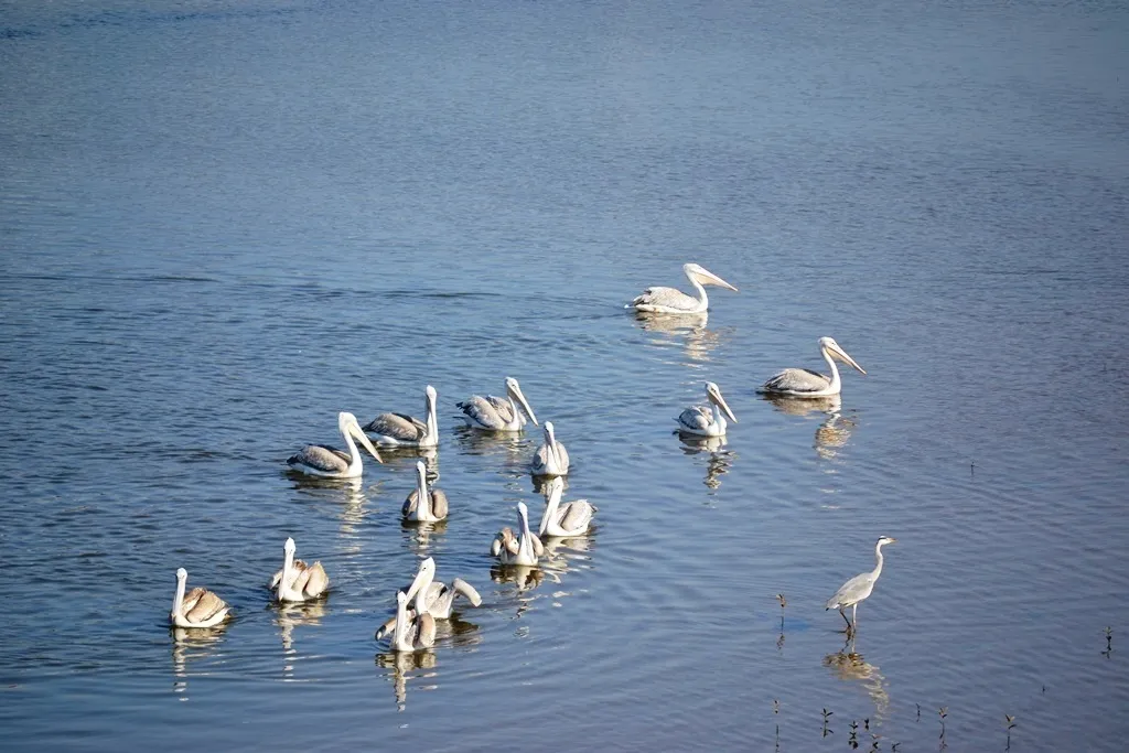 粉红背鹈鹕(Pelecanus rufescens)