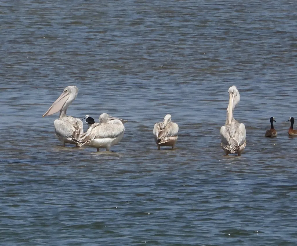 粉红背鹈鹕(Pelecanus rufescens)