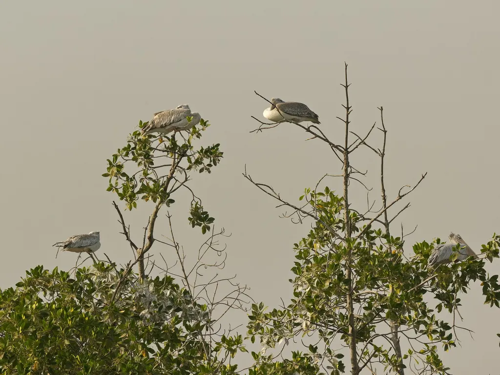 粉红背鹈鹕(Pelecanus rufescens)