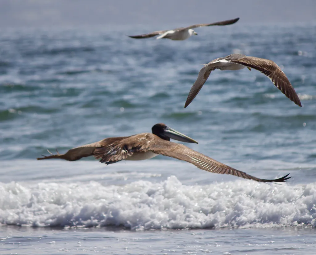 秘鲁鹈鹕(Pelecanus thagus)