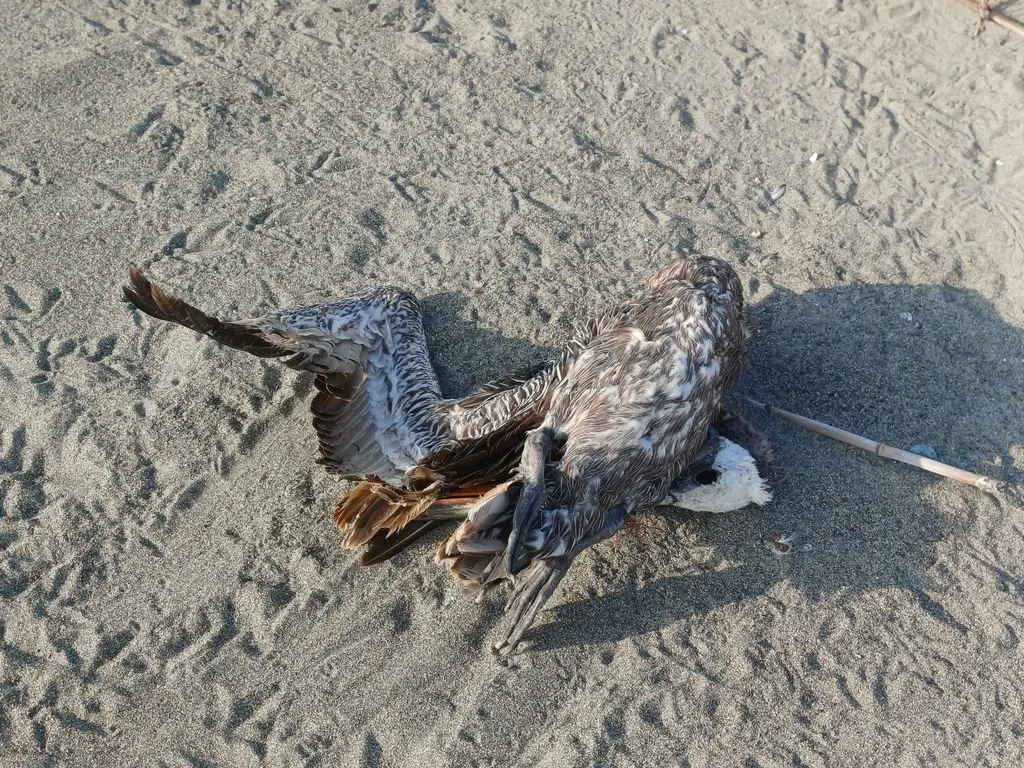 秘鲁鹈鹕(Pelecanus thagus)
