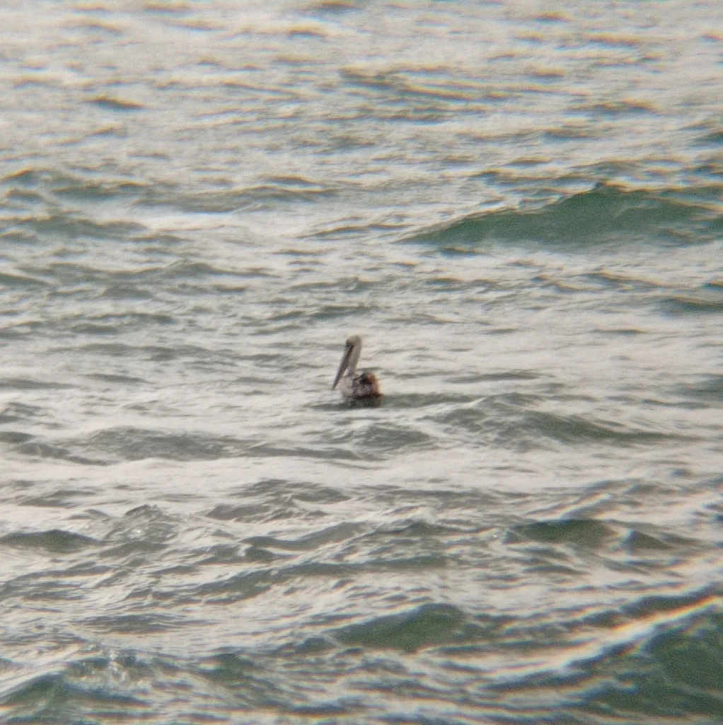 秘鲁鹈鹕(Pelecanus thagus)