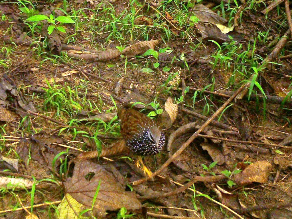 林鹧鸪(Peliperdix lathami)