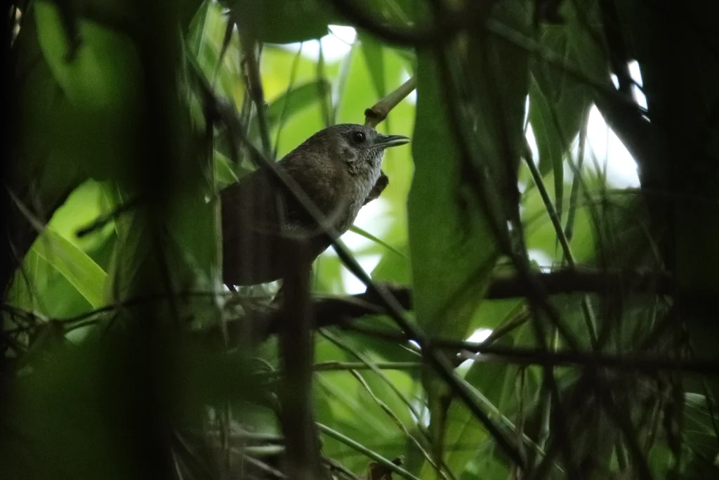 白腹幽鹛(Pellorneum albiventre)