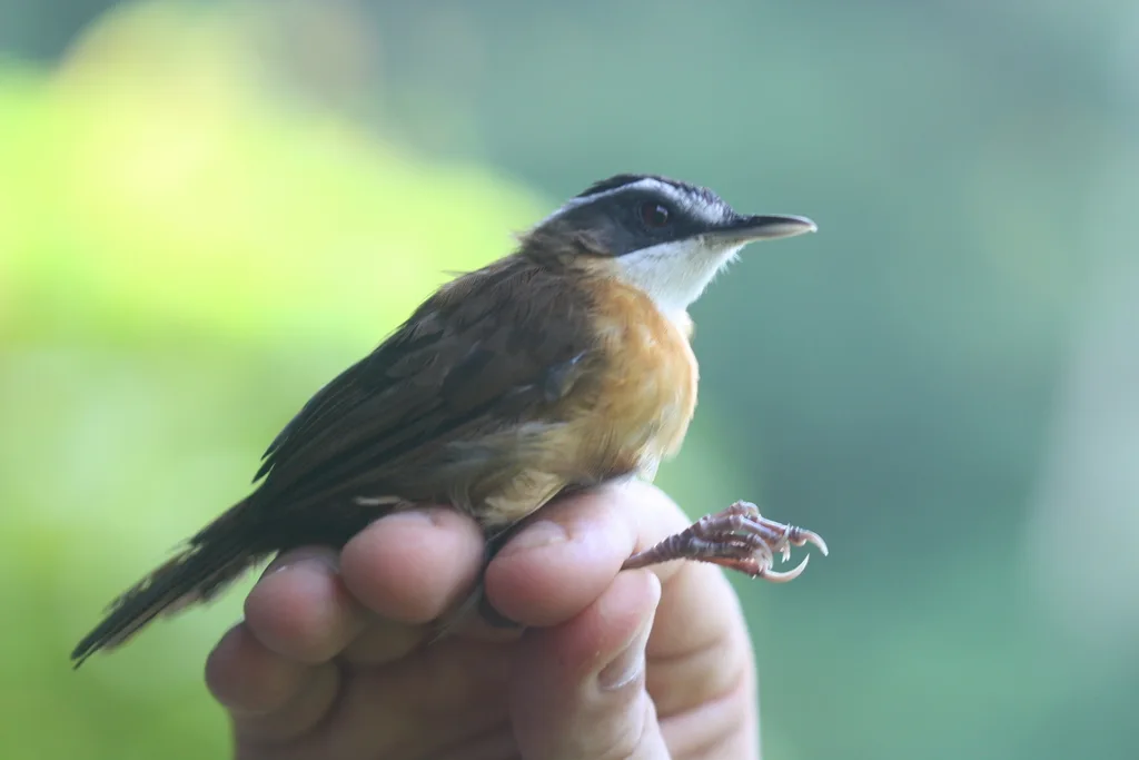 婆罗洲黑冠幽鹛（Pellorneum capistratoides）