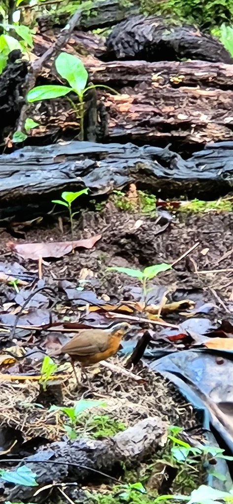 黑冠幽鹛(Pellorneum capistratum)