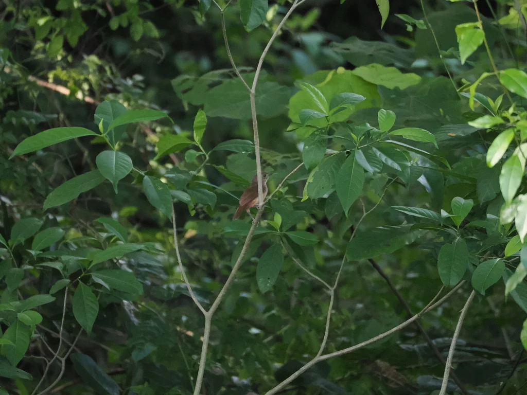 苏拉威西雅鹛(Pellorneum celebense)