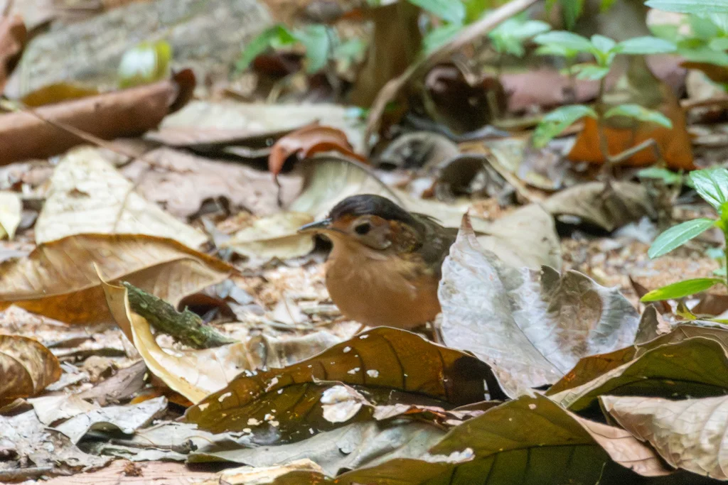 褐冠幽鹛(Pellorneum fuscocapillus)