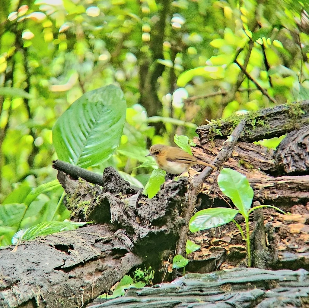 泰氏幽鹛(Pellorneum pyrrogenys)