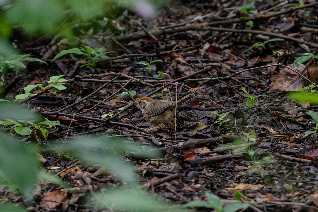 棕头幽鹛(Pellorneum ruficeps)