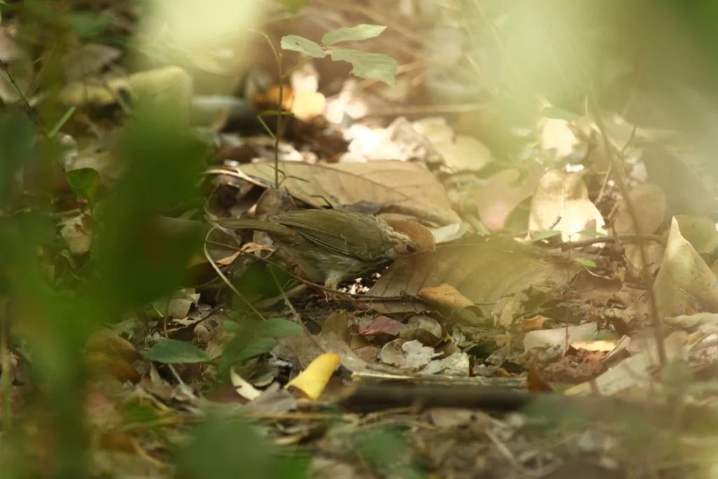 棕头幽鹛(Pellorneum ruficeps)