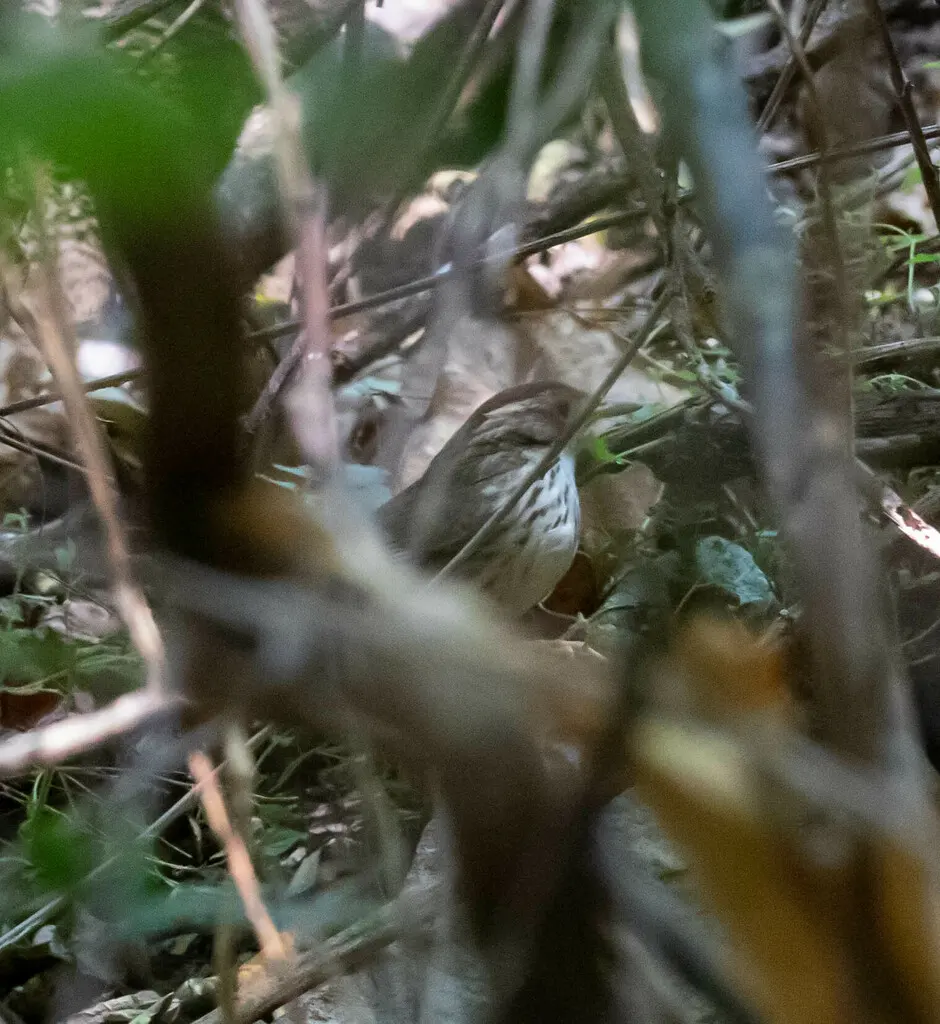 棕头幽鹛(Pellorneum ruficeps)