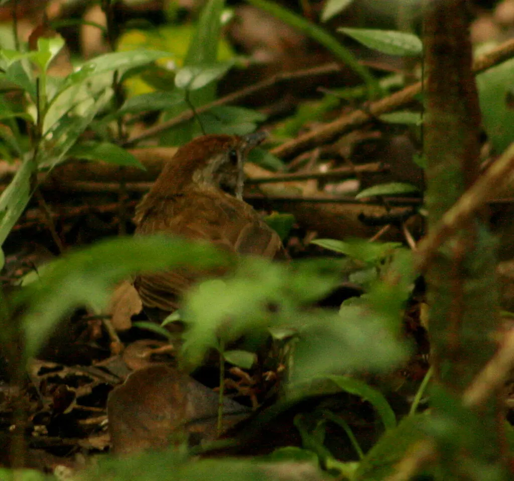 棕头幽鹛(Pellorneum ruficeps)