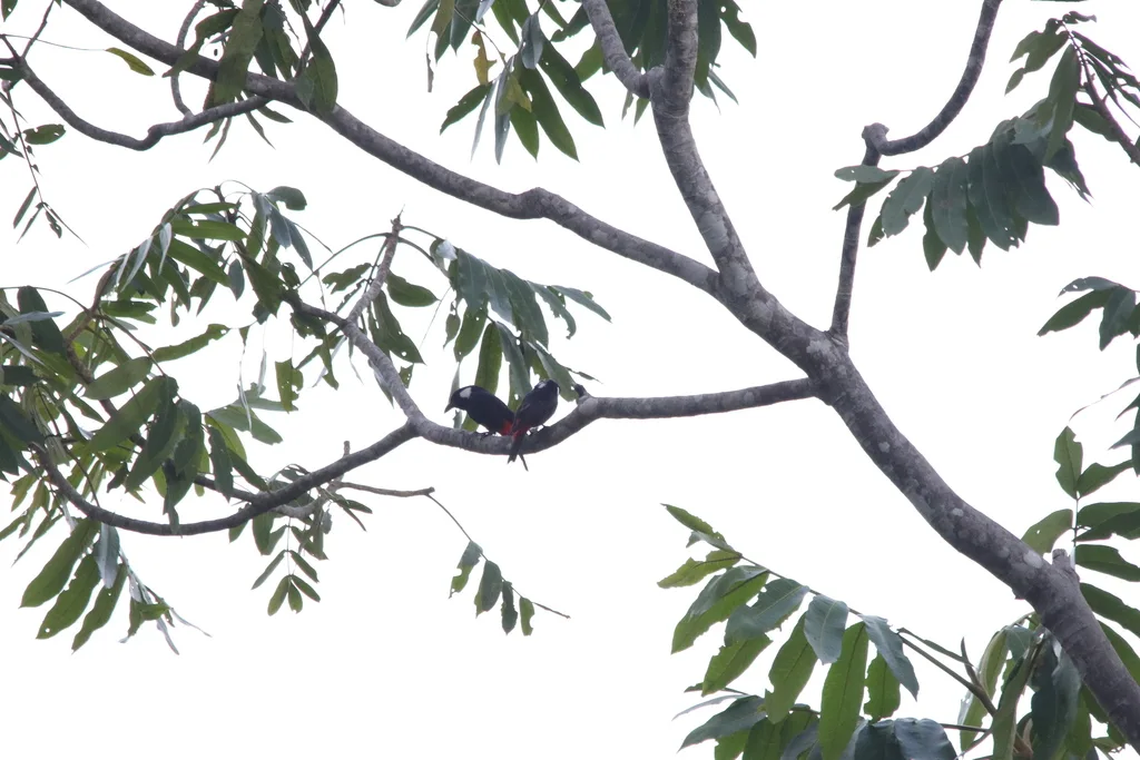 盾钟鹊(Peltops blainvillii)