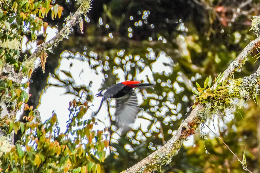山盾钟鹊(Peltops montanus)