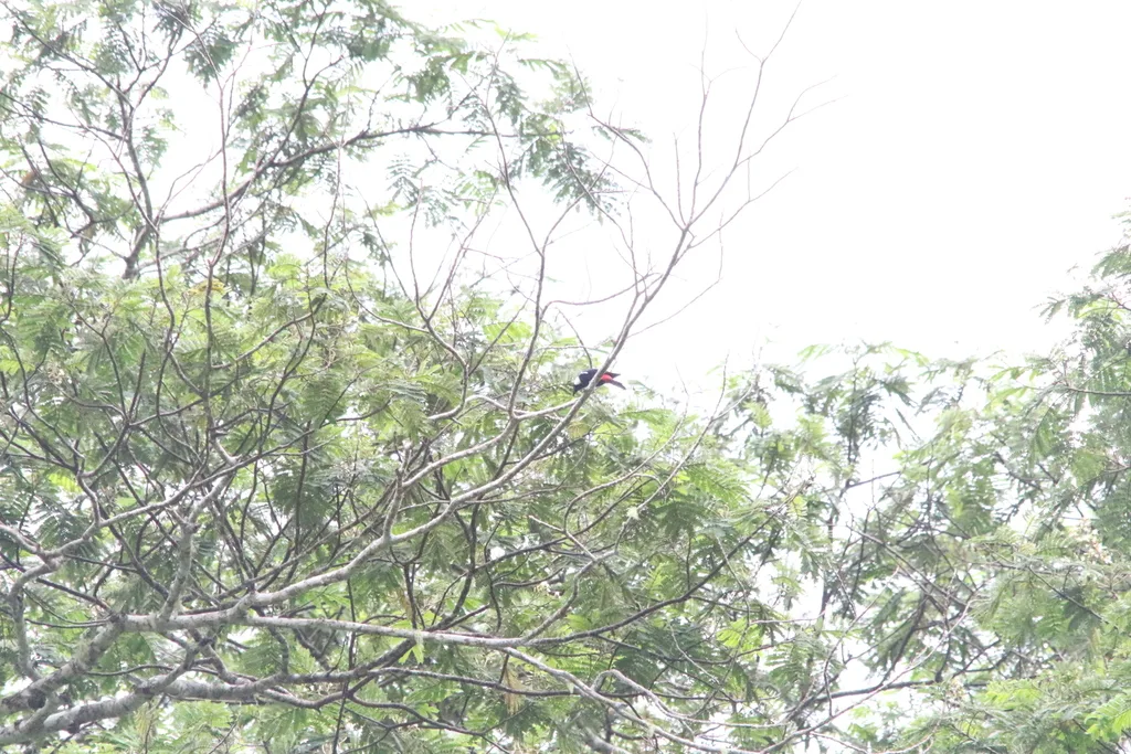 山盾钟鹊(Peltops montanus)