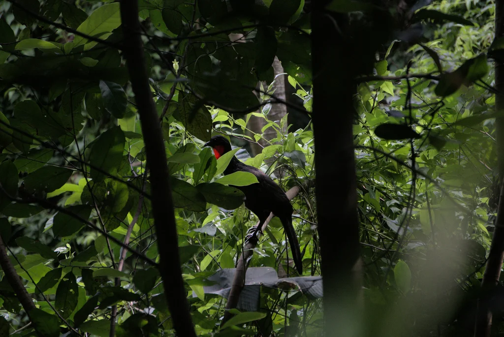 眉纹冠雉(Penelope superciliaris)
