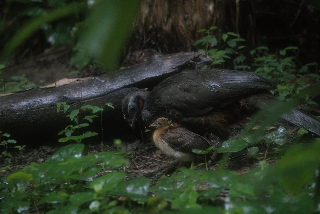 眉纹冠雉(Penelope superciliaris)
