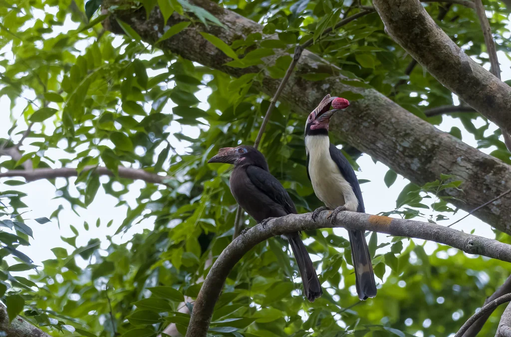 吕宋犀鸟(Penelopides manillae)