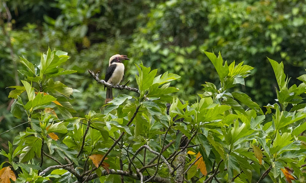 吕宋犀鸟(Penelopides manillae)