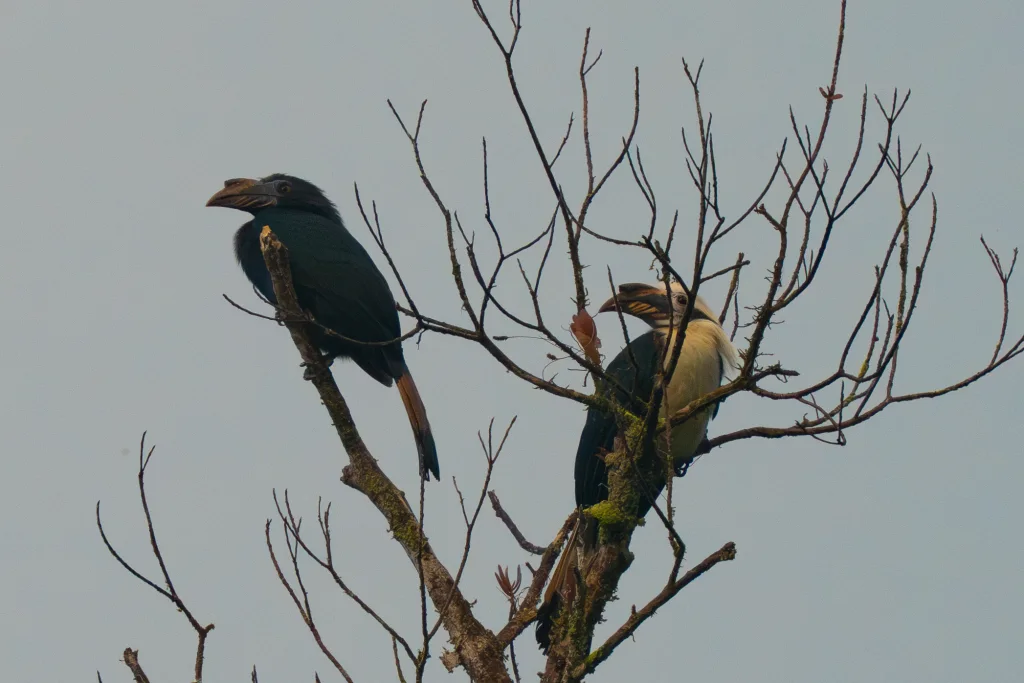 萨岛犀鸟(Penelopides samarensis)