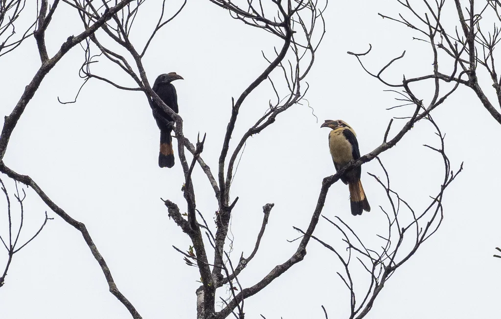 萨岛犀鸟(Penelopides samarensis)