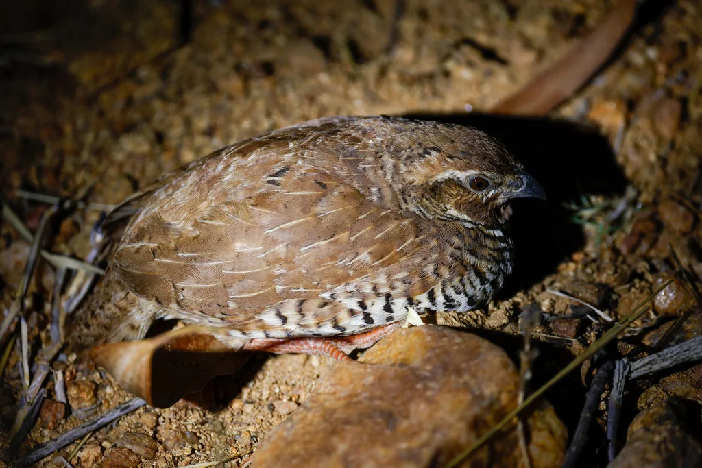 岩林鹑(Perdicula argoondah)