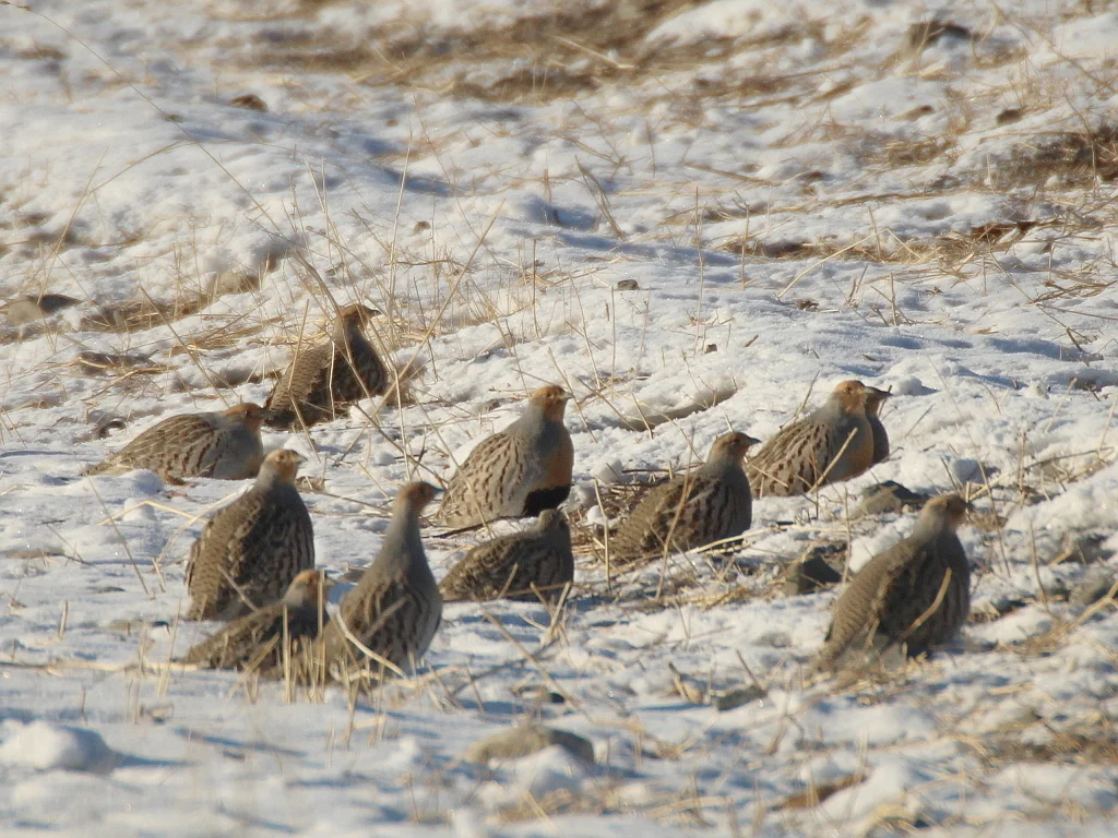 斑翅山鹑(Perdix dauurica)