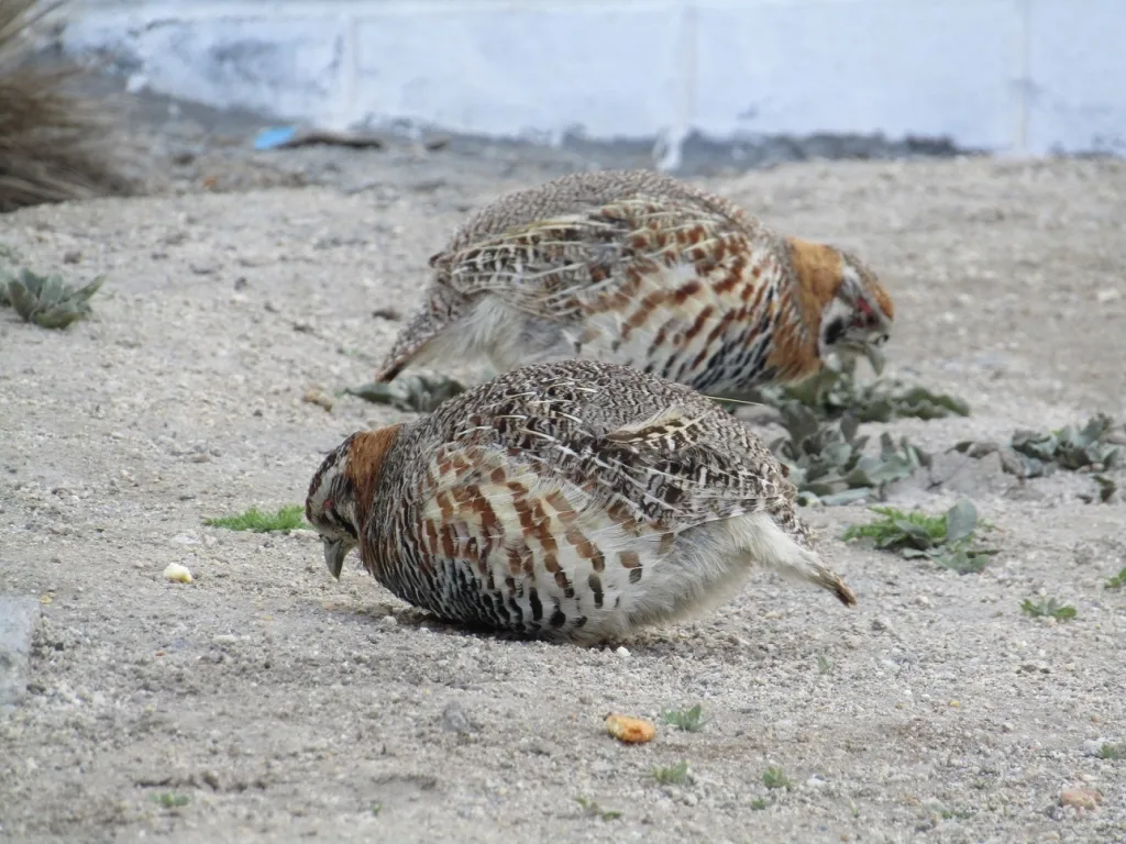 高原山鹑(Perdix hodgsoniae)