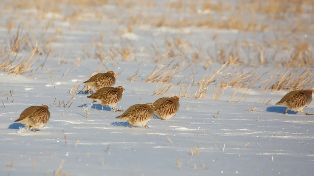 灰山鹑(Perdix perdix)