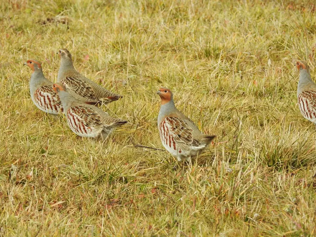 灰山鹑(Perdix perdix)