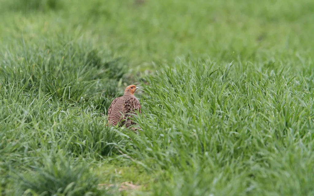 灰山鹑(Perdix perdix)