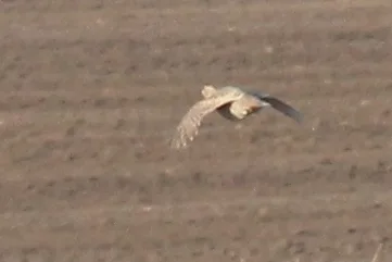 灰山鹑(Perdix perdix)