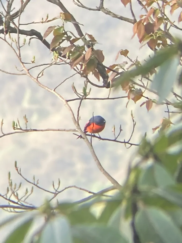 短嘴山椒鸟(Pericrocotus brevirostris)