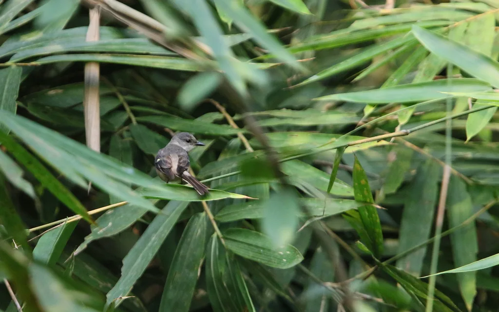 小灰山椒鸟(Pericrocotus cantonensis)