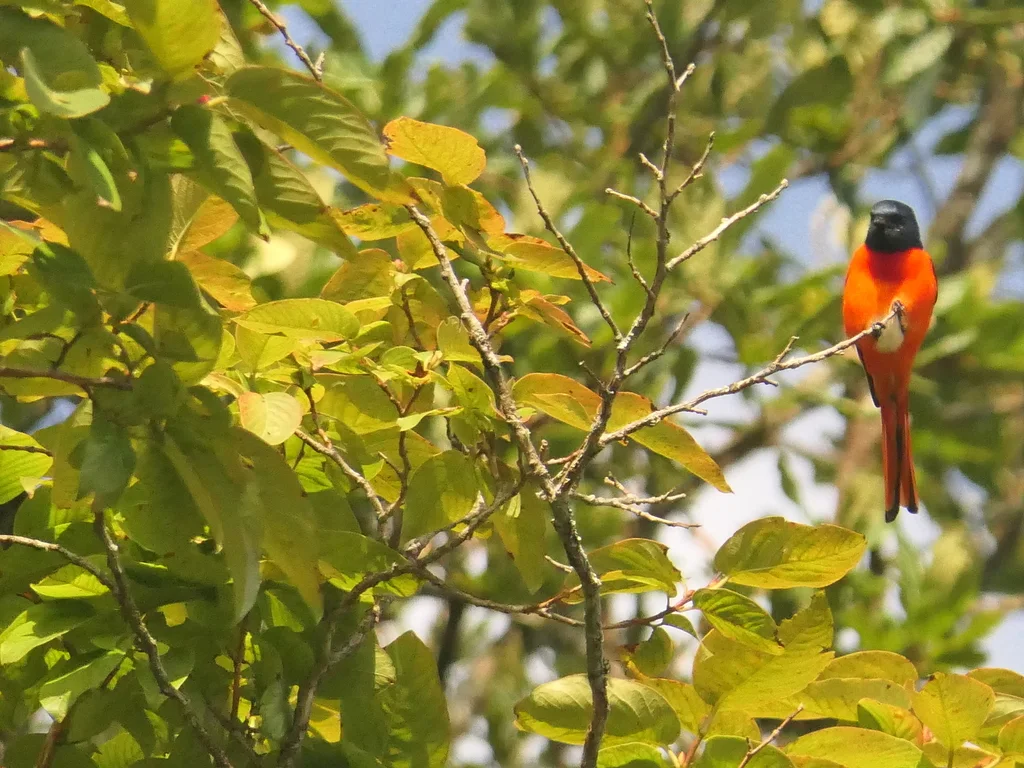 长尾山椒鸟(Pericrocotus ethologus)