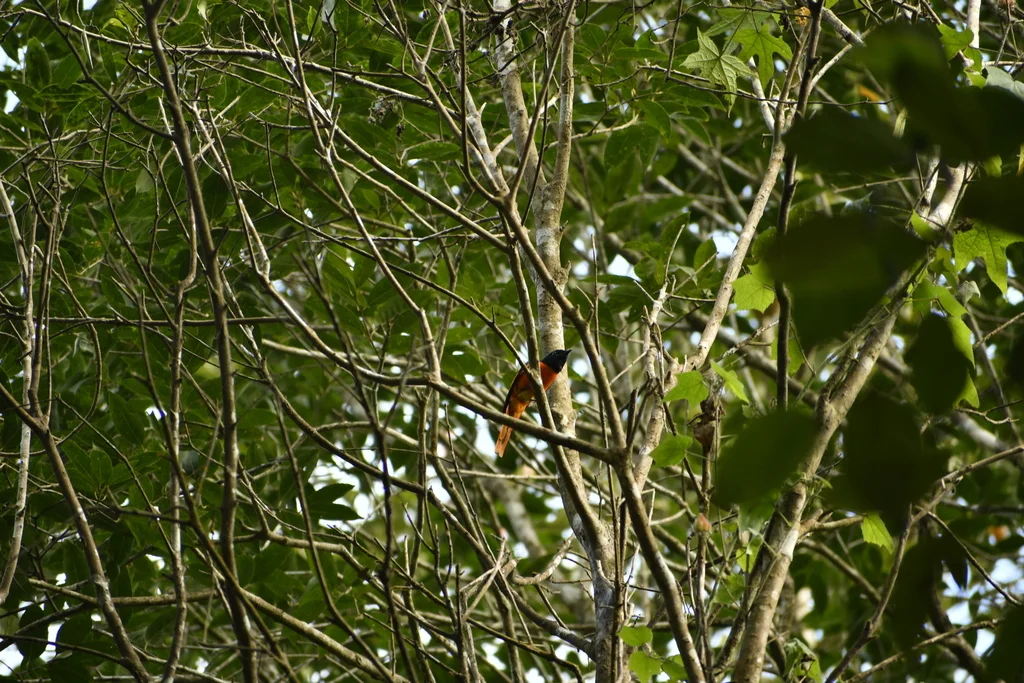 赤黄山椒鸟(Pericrocotus flammeus)