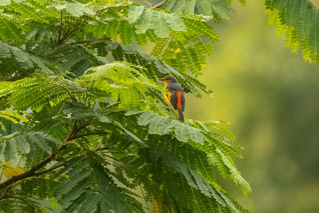 火红山椒鸟(Pericrocotus igneus)