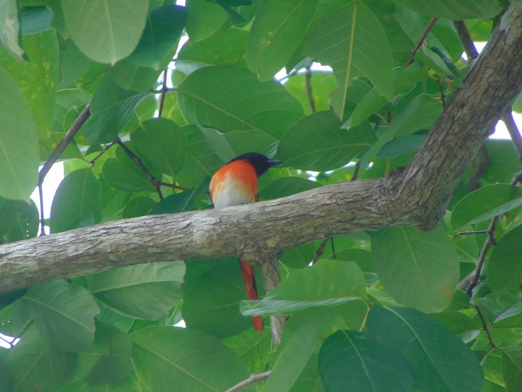 三色山椒鸟(Pericrocotus lansbergei)