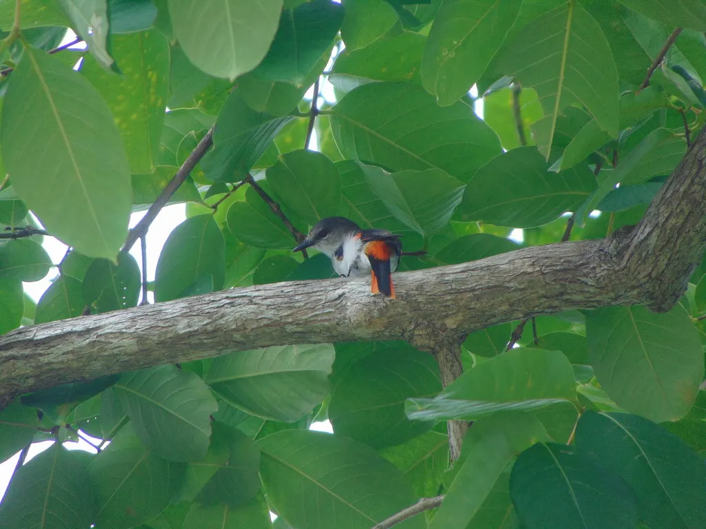 三色山椒鸟(Pericrocotus lansbergei)