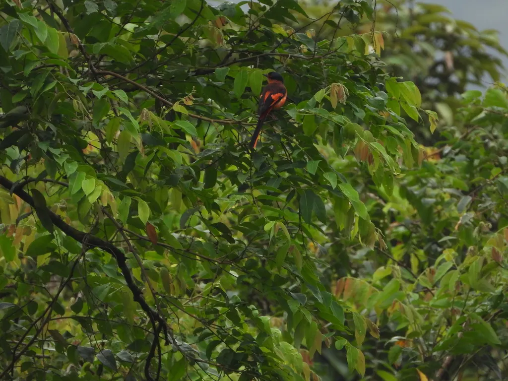 巽他山椒鸟(Pericrocotus miniatus)