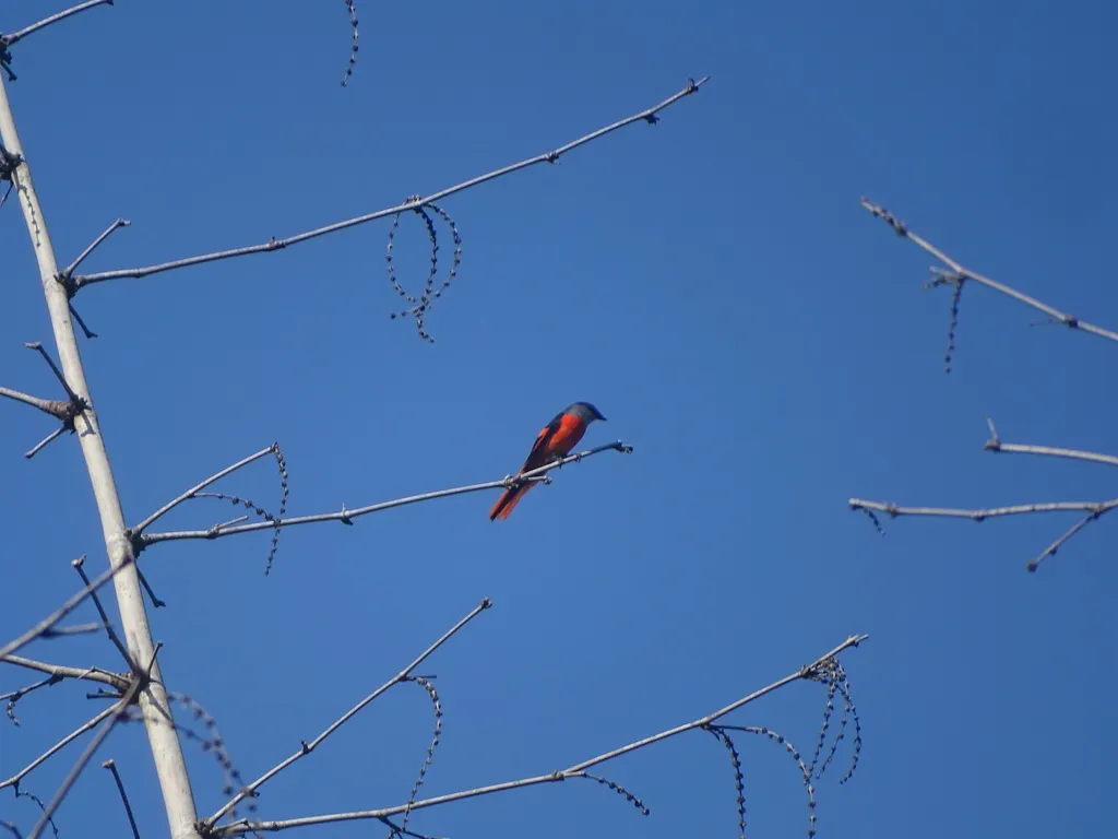 灰喉山椒鸟(Pericrocotus solaris)