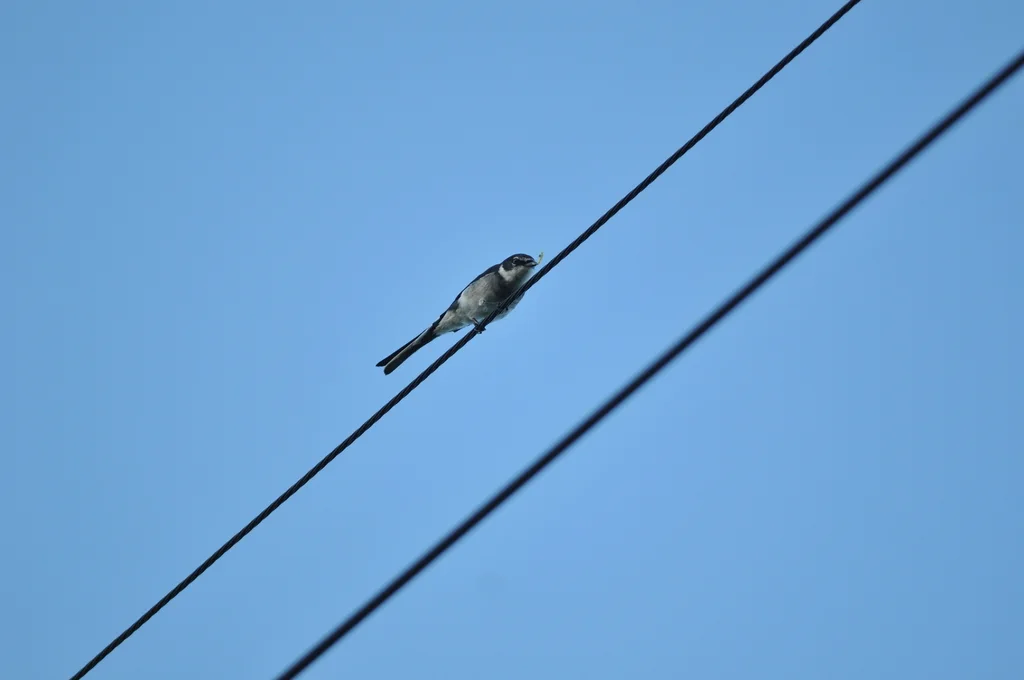 琉球山椒鸟(Pericrocotus tegimae)