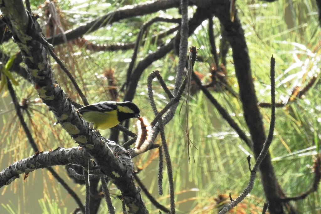 丽色山雀(Periparus elegans)
