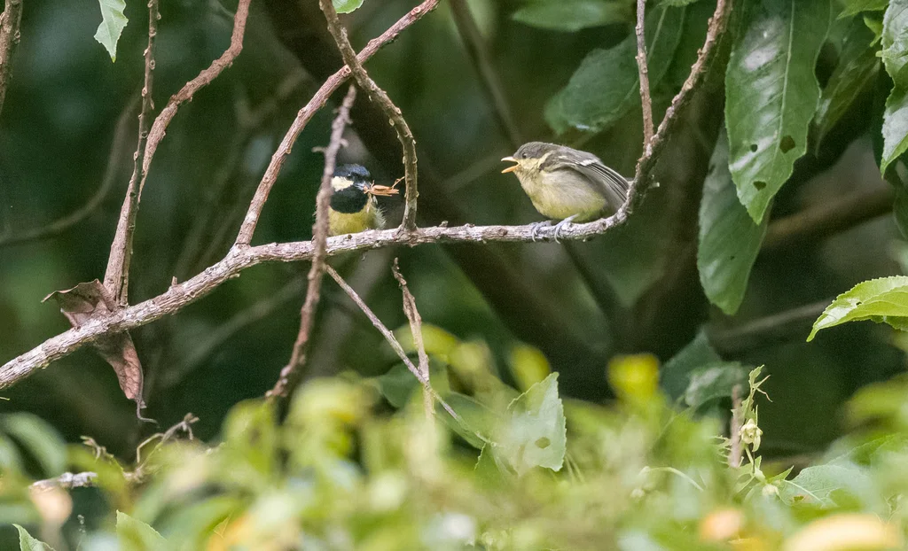 丽色山雀(Periparus elegans)
